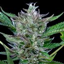 Royal Queen Seeds Cannabis Samen - North Thunderfuck USA...