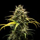 Royal Queen Seeds Cannabis Samen - Triple G USA Premium...