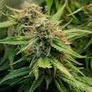 Royal Queen Seeds Cannabis Samen - Royal Creamatic...