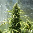 Royal Queen Seeds Cannabis Samen - Royal Jack Automatic -...