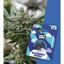 Holy Hemp Cannabis Samen Blueberry Bubba