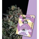 Holy Hemp Cannabis Samen Purple Milkshake
