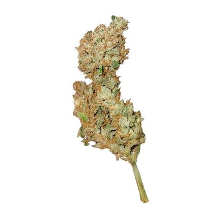 Royal Queen Seeds Cannabis Samen - Royal Creamatic Automatic - 3 Samen