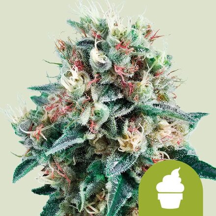 Royal Queen Seeds Cannabis Samen - Royal Creamatic Automatic - 3 Samen