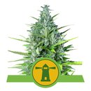 Royal Queen Seeds Cannabis Samen - Royal Haze Automatic -...