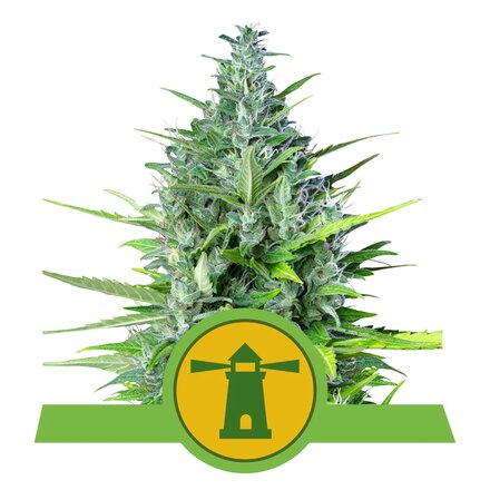 Royal Queen Seeds Cannabis Samen - Royal Haze Automatic - 5 Samen