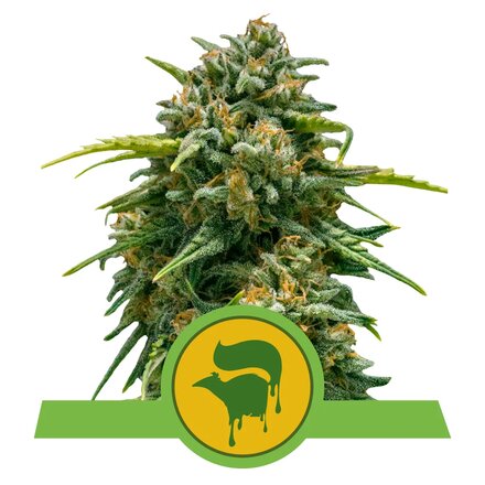 Royal Queen Seeds Cannabis Samen - Sweet Skunk Automatic - 3 Samen