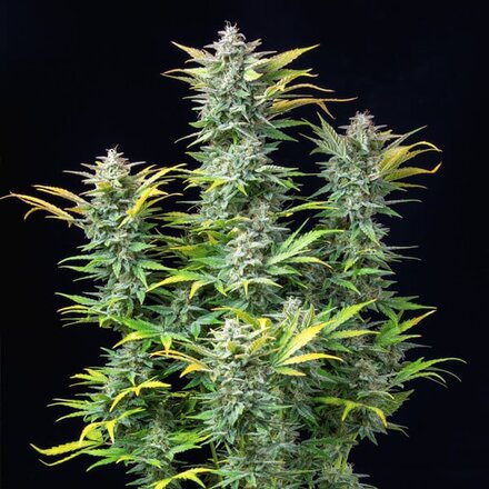 Royal Queen Seeds Cannabis Samen - Quick One Automatic - 3 stk.