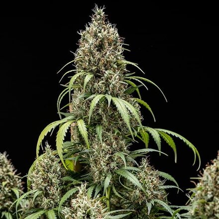 Royal Queen Seeds Cannabis Samen - Fat-Banana USA Premium Automatic - 3 Samen