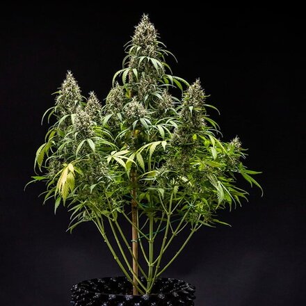 Royal Queen Seeds Cannabis Samen - Fat-Banana USA Premium Automatic - 3 Samen