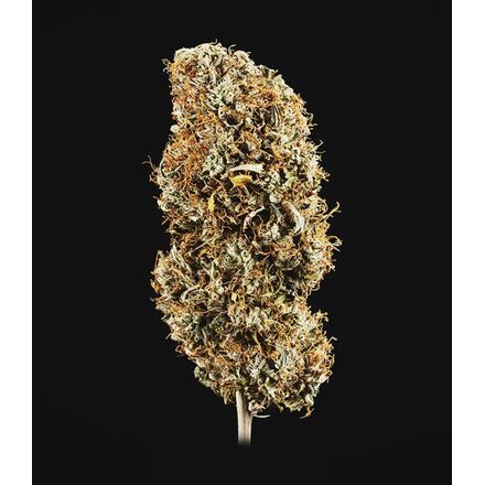 Royal Queen Seeds Cannabis Samen - Fat-Banana USA Premium Automatic - 3 Samen