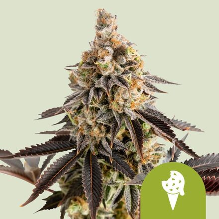 Royal Queen Seeds Cannabis Samen - Fat-Banana USA Premium Automatic - 3 Samen