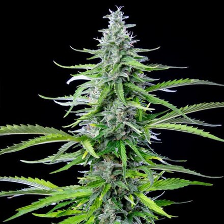 Royal Queen Seeds Cannabis Samen - Royal Cookies USA Premium Automatic - 3 Samen