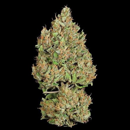 Royal Queen Seeds Cannabis Samen - Royal Cookies USA Premium Automatic - 3 Samen