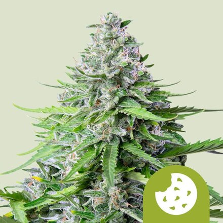 Royal Queen Seeds Cannabis Samen - Royal Cookies USA Premium Automatic - 3 Samen